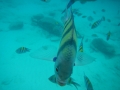 DSCN4364
